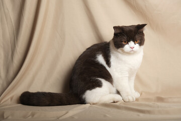 British Shorthair cat lying on white table.