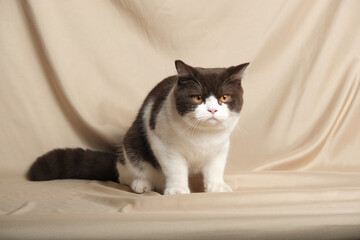 British Shorthair cat lying on white table.