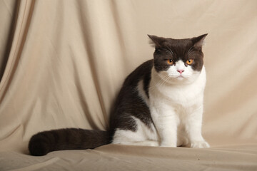 British Shorthair cat lying on white table.
