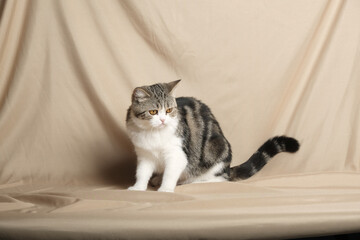 British Shorthair cat lying on white table.