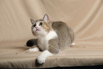 British Shorthair cat lying on white table.