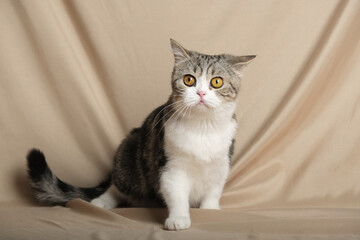 British Shorthair cat lying on white table.
