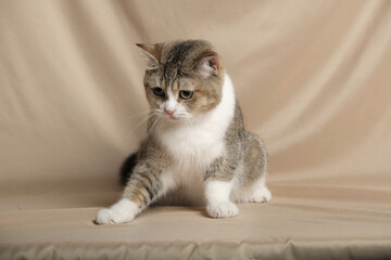 British Shorthair cat lying on white table.