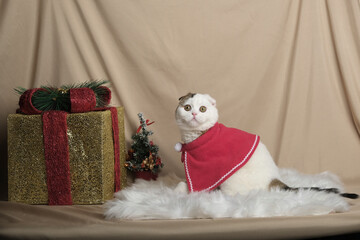 British Shorthair cat lying on white table.