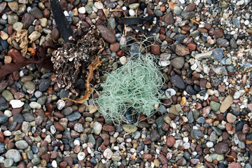 Fishing line washed up on shore