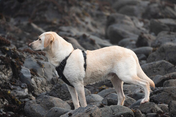 yellow labrador dog standing on boulders