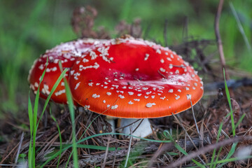 Fly Agaric Red and while mushroom on forest floor