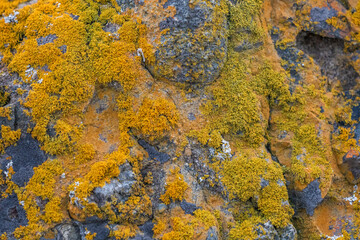 orange lichen on dark boulder
