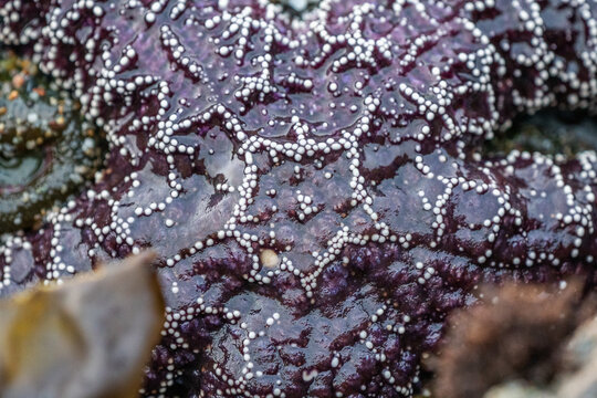 Purple Sea Star Close Up Of Details