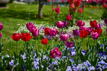 Obraz na płótnie Canvas Garden with tulips in the foreground and common foxglove digitalis in the background