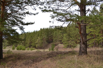 Fototapeta premium tree in the forest