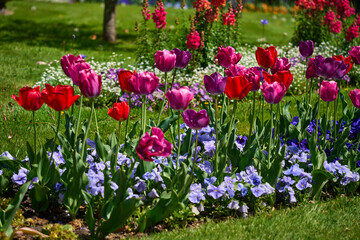 Garden with tulips in the foreground and common foxglove digitalis in the background