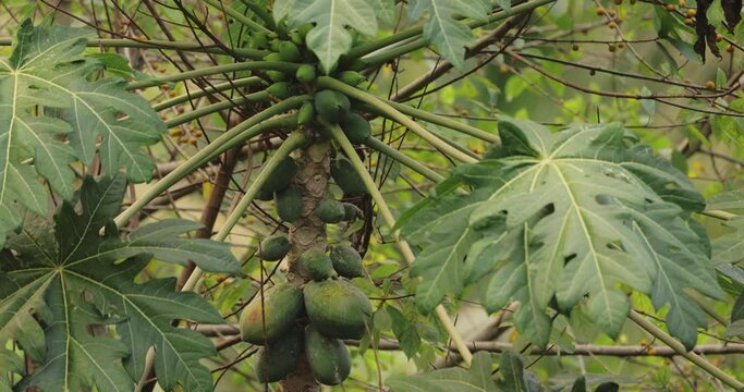 Green papaya fruits on the tree on farm