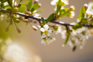 branch of flowering apple tree with flowers in the garden 4