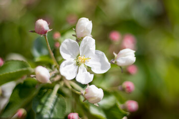 Fototapeta na wymiar branch of flowering apple tree with flowers in the garden 2
