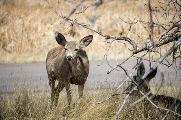 A mule deer near the road looks at the camera in Rocky Mountain Arsenal near Denver Colorado