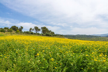 Spring flowering. Fields of yellow flowers. Trees and blue sky.