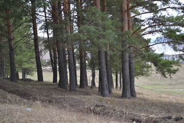 path in the forest
