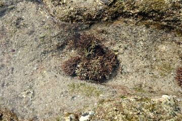 【素材】潮だまりの生きもの（奄美大島）