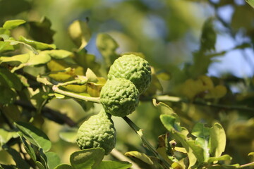 Cambodia. Citrus hystrix, called the kaffir lime or makrut lime, is a citrus fruit native to tropical Southeast Asia and southern China. Siem Reap province.