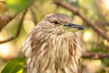 Juvenile night-heron (species ID tentative) in Sarasota, Florida