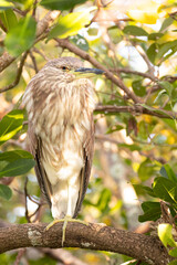 Juvenile night-heron (species ID tentative) in Sarasota, Florida