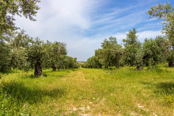 Garden of olive trees. Spring flowering. Wildflowers. Israel