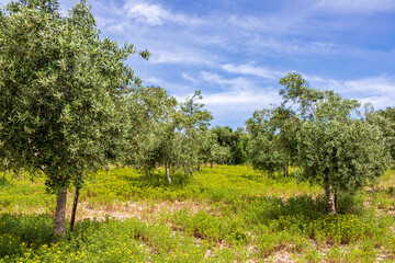 Garden of olive trees. Spring flowering. Wildflowers. Israel