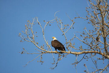 A bald eagle sits perched on a branch in Louisville Colorado