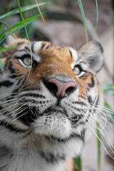 portrait of a tiger