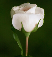 single white rose