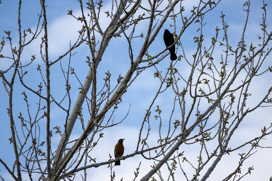 The silhouette of two birds in a tree with a bright blue sky behind them