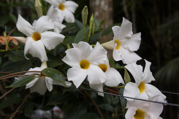 a group of jasmine flowers