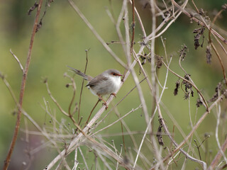 Female Superb Fairy Wren (Malurus cyaneus) on a dying  leafless shrub in Autumn with green bokeh background