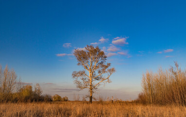 lonely tree in the steppe with clouds