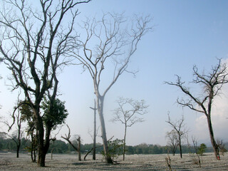 The leafless dry trees stands tall at Buxa Tiger Reserve (BTR) and National Park at Alipurduar in West Bengal. The BTR was created and constituted in 1986 and covers the area of 760 km (290 sq km).
