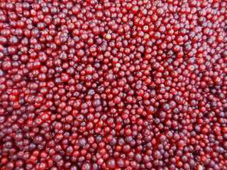 A lot of red huckleberry berries background