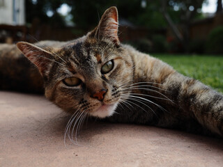 Cute pet cat laying on side on concrete in backyard 