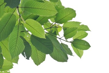 Close-up young Kratom leaves with branches on white isolated background for green foliage backdrop