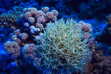 tropical sea underwater background diving ocean