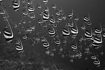 Butterfly fish underwater flock diving in the sea background wild under water nature