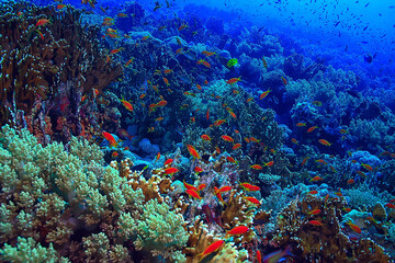 Naklejka na ściany i meble coral reef background, underwater marine life ecosystem ocean sea