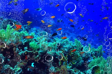 Foto op Aluminium coral reef background, underwater marine life ecosystem ocean sea © kichigin19