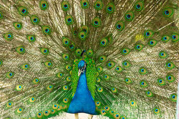 Fototapeta premium selective focus. Male indian peacock showing its tail. An open tail with bright feathers. Portrait of a male peacock with bright multi-colored plumage. bright bird.