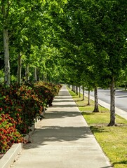 Perspective view of sidewalk with row of trees on the right and bushes on the left