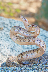 close up of a snake