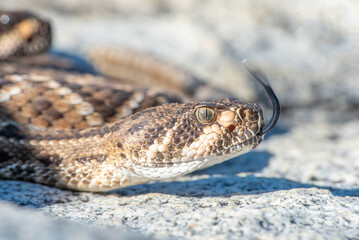 close up of a snake
