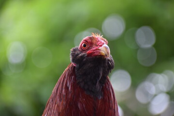 Big rooster in the Philippines
