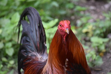 Big rooster in the Philippines