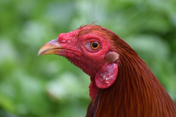 Big rooster in the Philippines